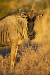 Wildebeest at Dawn, Chobe National Park, Botswana by Danita Delimont
