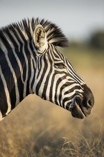 Plains Zebra, Moremi Game Reserve, Botswana von Danita Delimont
