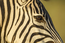 Plains Zebra Eye, Moremi Game Reserve, Botswana von Danita Delimont