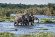 Okavango Delta, family of elephants crossing river by Danita Delimont