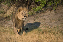 Male lion on lookout, intense look standing von Danita Delimont