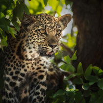 leopard juvenile portrait in tree and leaves by Danita Delimont