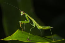 Preying mantis by Danita Delimont