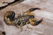 Scorpion, Odzala, Kokoua National Park, Congo von Danita Delimont