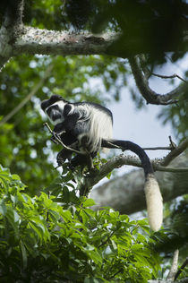 Guereza colobus monkey by Danita Delimont