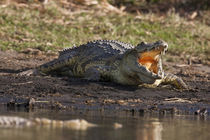 Nile Crocodile,Crocodile Market, Ethiopia by Danita Delimont