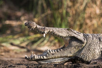 Nile Crocodile,Crocodile Market, Ethiopia von Danita Delimont