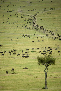 Kenya, Masai Mara National Reserve, thousands of wildebeest ... by Danita Delimont