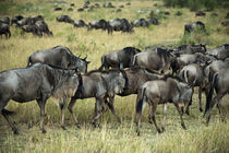 Kenya, Masai Mara National Reserve, wildebeest walking von Danita Delimont