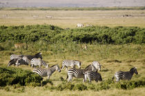 Kenya, Amboseli National Park, group of zebras by Danita Delimont