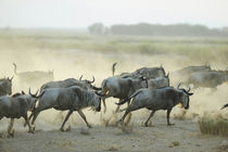 Kenya, Amboseli National Park, wildebeest running in the dus... by Danita Delimont