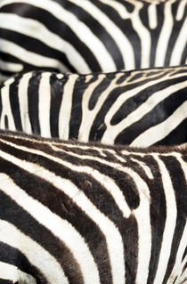 Kenya, Amboseli National Park, close up on zebra stripes by Danita Delimont