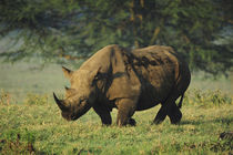 Kenya, Lake Nakuru National Park, White Rhinoceros or Square... by Danita Delimont