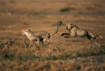 Kenya, Maasai Mara, Pair of cheetahs running . by Danita Delimont