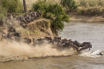 Wildebeest or gnu herd crossing Mara River in late summer, M... by Danita Delimont