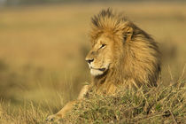 Adult male lion resting on termite mound, Masai Mara, Kenya,... by Danita Delimont
