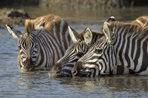 Trio of Burchell's zebras drinking at sunrise, Masai Mara, K... by Danita Delimont