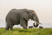 Africa, Kenya, Amboseli National Park, elephant by Danita Delimont