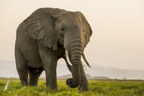 East Africa, Kenya, Amboseli National Park, elephant von Danita Delimont