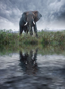 Africa, Kenya, Masai Mara Game Reserve by Danita Delimont