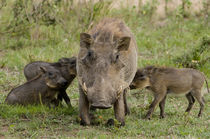 Three warthog piglets suckle on their mother, Masai Mara, Kenya von Danita Delimont