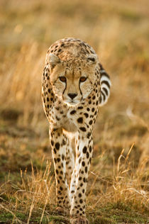Cheetah portrait, Masai Mara, Kenya by Danita Delimont