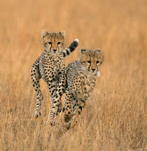 Young cheetahs running in the grass, Masai Mara, Kenya by Danita Delimont