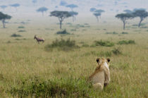 Young male lion watches and stalks a Topi running the distan... by Danita Delimont