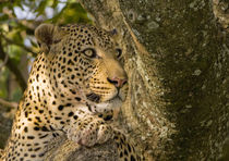 Adult Leopard rests in a sausage tree after feeding, Masai Mara, Kenya by Danita Delimont