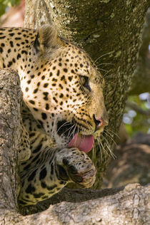 Adult leopard cleans itself with its pink tongue sitting in ... by Danita Delimont
