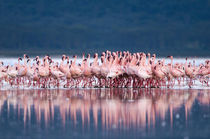 Large group of Lesser Flamingos performing the 'Flamingo Bal... by Danita Delimont