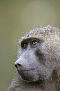 Portrait of adult Olive baboon wet from rain, Lake Nakuru, Kenya. von Danita Delimont