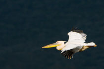Great white Pelican flying with the dark walls of the rift v... by Danita Delimont
