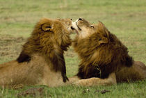 Male lions grooming, Masai Mara, Kenya von Danita Delimont