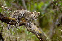 Three month old Leopard cub, Masai Mara, Kenya by Danita Delimont