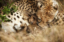 Cheetah grooming one-day old cubs by Danita Delimont