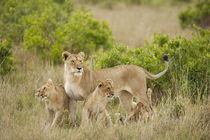 Africa, Kenya, Upper Masai Mara Game Reserve, African Lion, ... von Danita Delimont