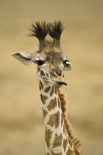 Africa, Kenya, Masai Mara GR, Upper Mara, Masai Giraffe, Gir... by Danita Delimont
