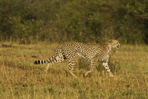 Cheetah on the move, Maasai Mara wildlife Reserve, Kenya. by Danita Delimont