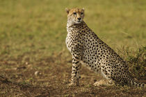 Cheetah on look out Maasai Mara wildlife Reserve, Kenya. by Danita Delimont