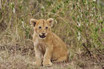 Lion cub Maasai Mara wildlife Reserve, Kenya. by Danita Delimont