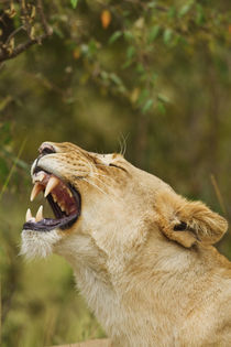 Lioness yawning, Maasai Mara wildlife Reserve, Kenya. by Danita Delimont