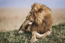 Kenya, Maasai Mara National reserve, Lion resting in grass. by Danita Delimont