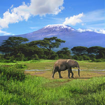 A lone African elephant walks in from of Mt by Danita Delimont