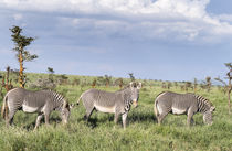 Grevy's Zebra, Kenya by Danita Delimont