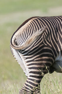Grevy's Zebra, Kenya von Danita Delimont