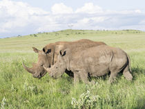 White rhinoceros, Kenya von Danita Delimont