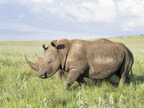 White rhinoceros, Kenya by Danita Delimont
