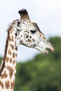 Giraffe, Kenya von Danita Delimont