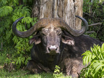 African Buffalo, Aberdare NP, Kenya von Danita Delimont